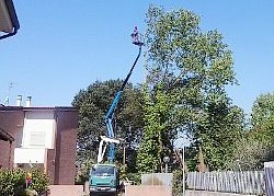 Potatura eseguita con l'ausilio di una piattaforma aerea