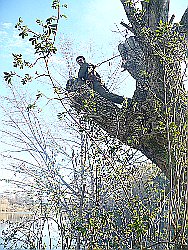 Potatura in tree-climbing