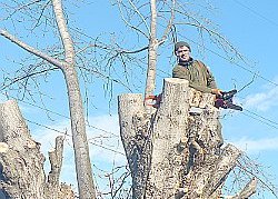 Potatura in tree-climbing