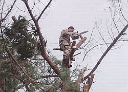 Potatura in tree-climbing